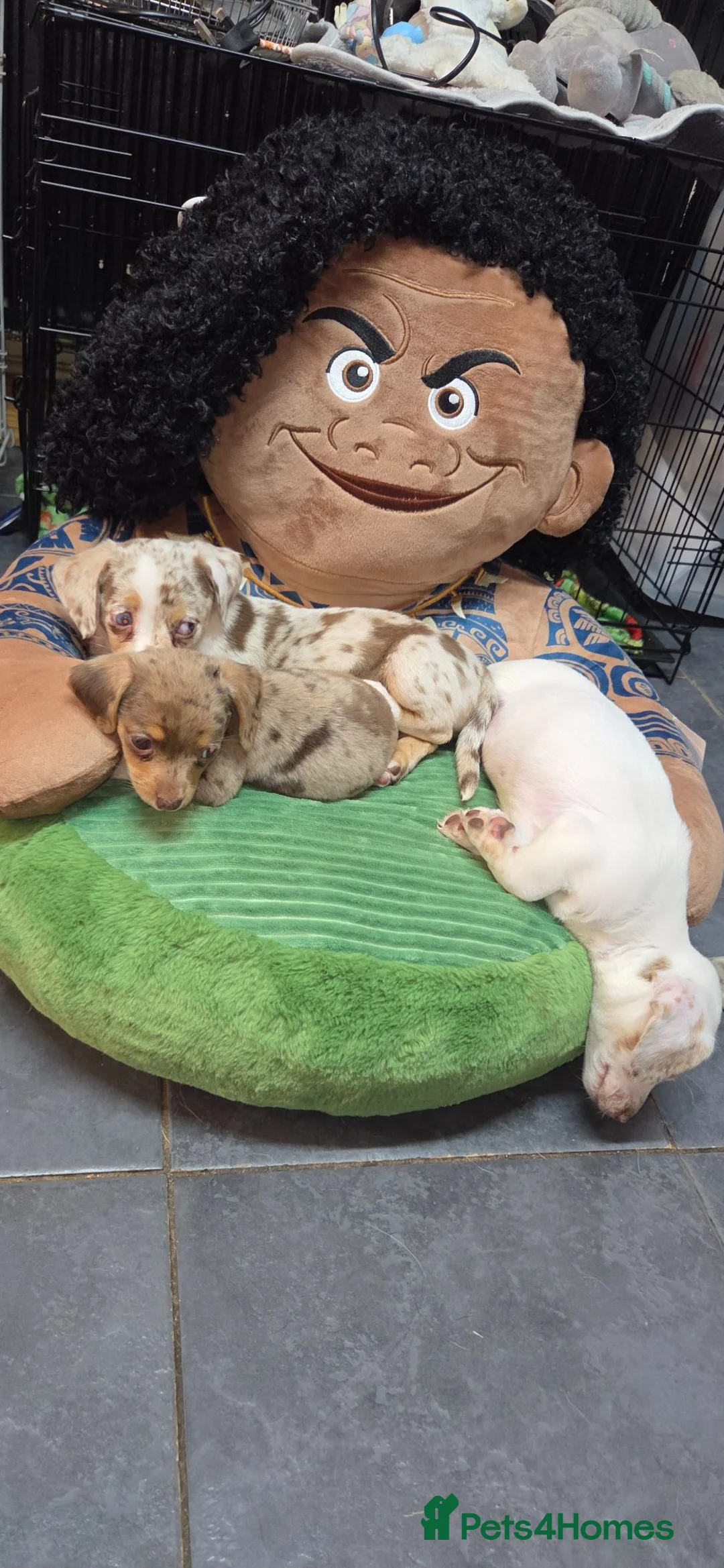 Chiweenie dogs for sale: Chiweenie Babies  in Rotherham - Advert 15