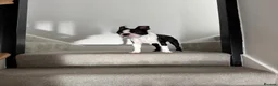 Boston Terrier dogs for sale: 8 month old male pure Boston - Advert 4