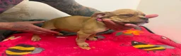 American Bully dogs for sale: Pocket bully puppies  - Advert 9