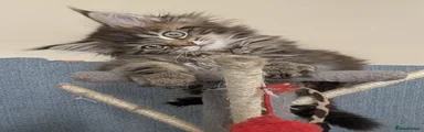 Maine Coon 3
