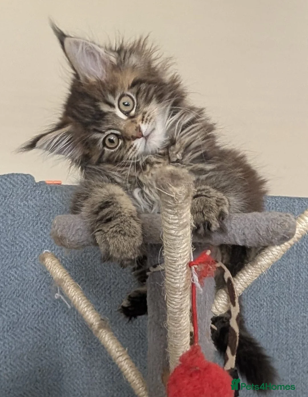 Maine Coon cats for sale: Three beautiful female Maine coons  - Advert 2