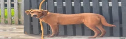 Labrador Retriever dogs for stud: FOX RED LABRADOR FOR STUD ONLY  - Advert 8