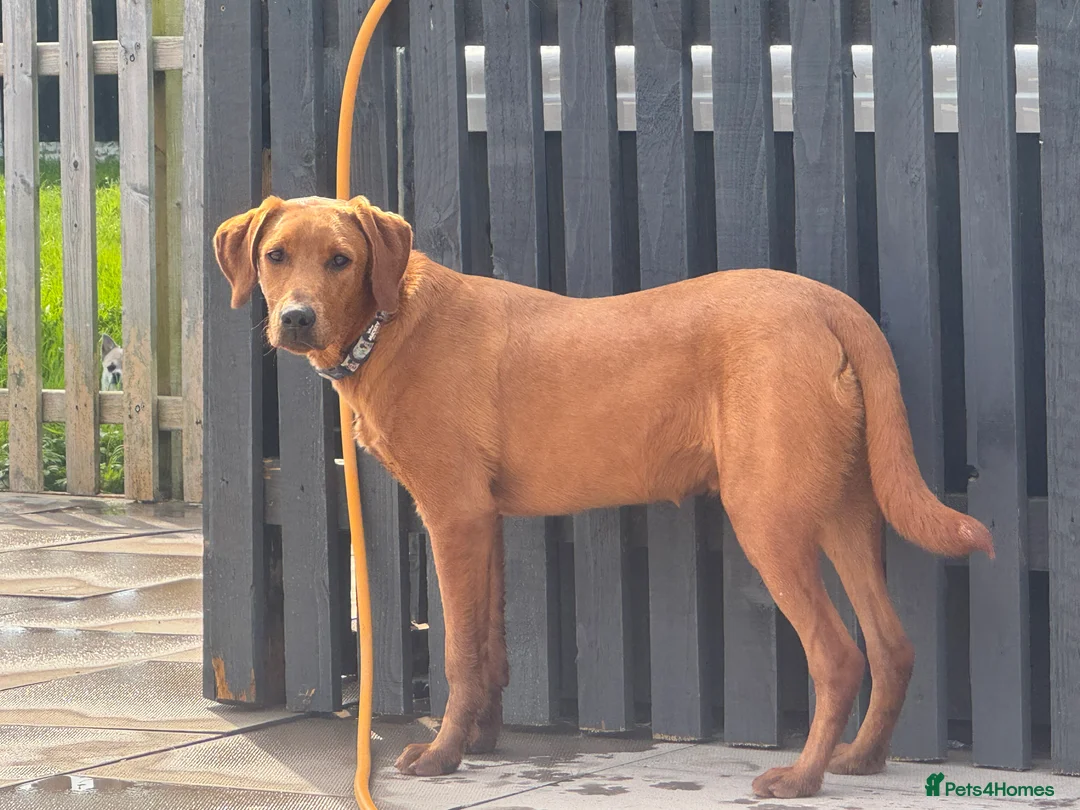 Labrador Retriever dogs for stud: FOX RED LABRADOR FOR STUD ONLY  - Advert 8