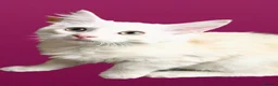 Mixed Breed cats for sale: Maine coon cross Norwegian Forest kittens - Advert 12