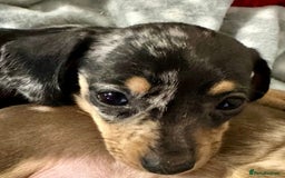 Miniature Dachshund dogs for sale: Friendly silver dapples mini dachschunds pups - Image 2