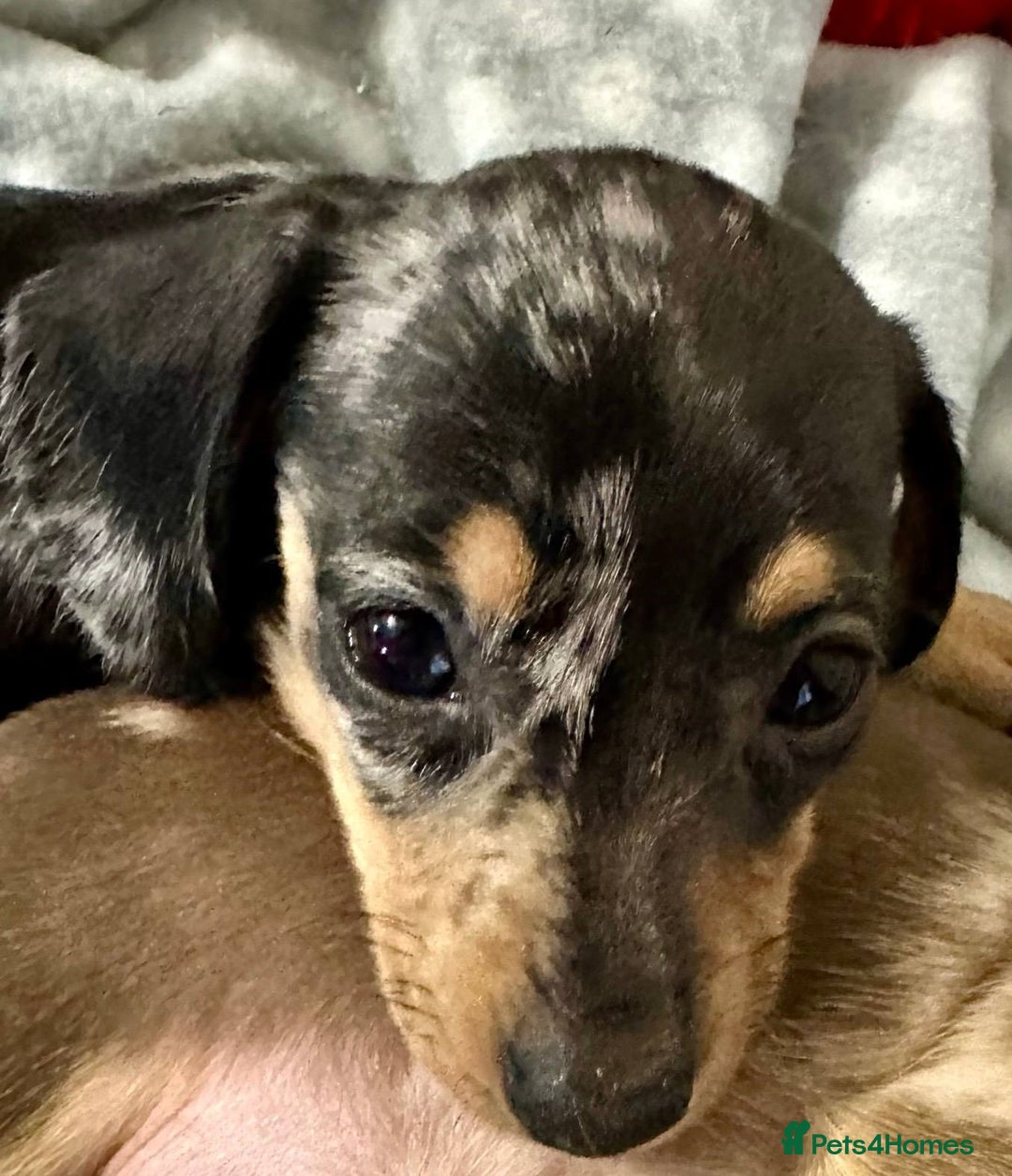 Miniature Dachshund dogs for sale: Friendly silver dapples mini dachschunds pups - Image 2