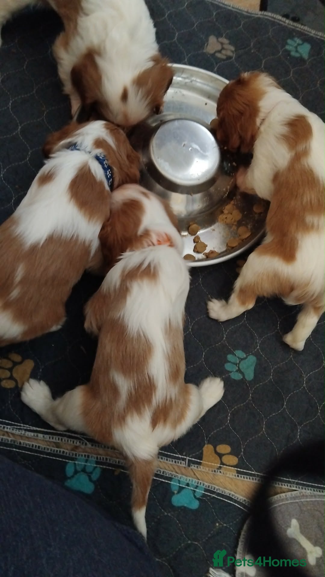 Cavalier King Charles Spaniel dogs King Charles cavalier puppies  - Advert 3