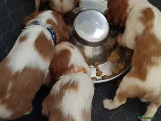 Cavalier King Charles Spaniel dogs King Charles cavalier puppies - Advert 3