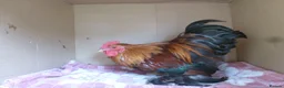 Chickens poultry for sale: Pekin Bantam Cockerels - Advert 17