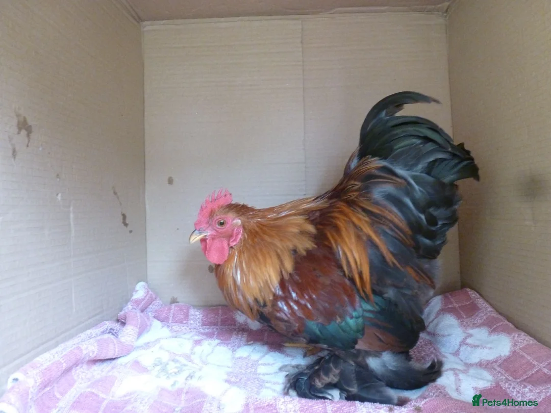 Chickens poultry for sale: Pekin Bantam Cockerels - Advert 17