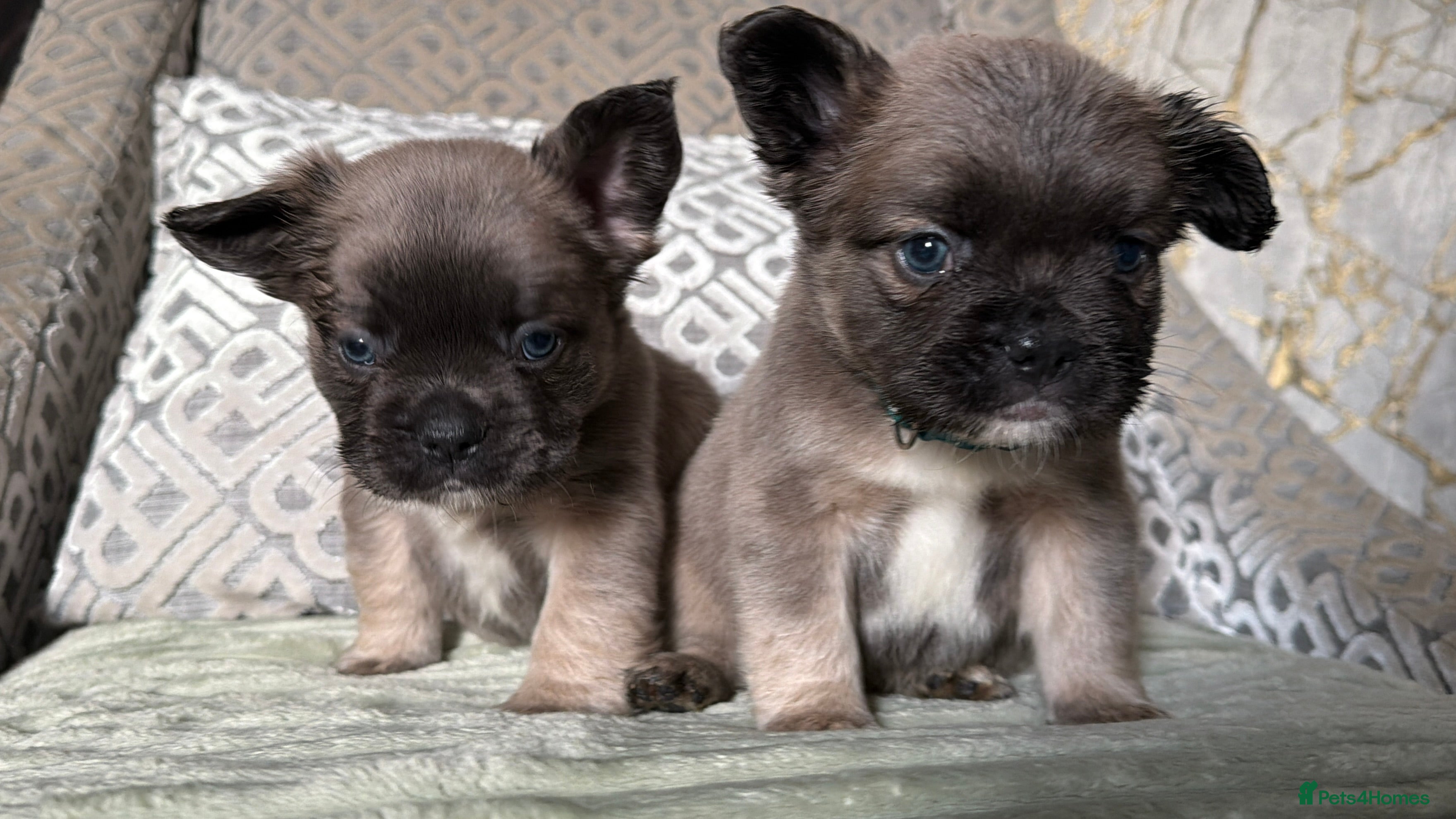 French Bulldog dogs 8 perfect fluffy visual French bulldogs dwkc 🧸🧸 - Advert 3