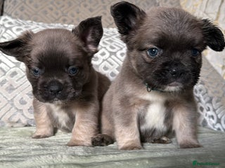 French Bulldog dogs 8 perfect fluffy visual French bulldogs dwkc 🧸🧸 - Advert 4