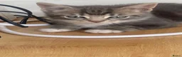 Mixed Breed cats for sale: 4 Adorable Kittens Ready for Forever Homes - Advert 26