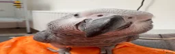 Parrots birds for sale: Beautiful African grey - Advert 3
