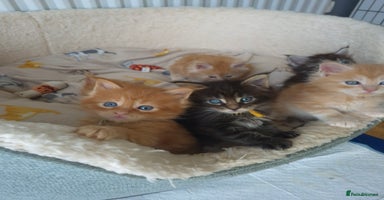 Maine Coon cats - Advert 3