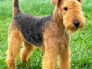 Fox Terrier dogs Outstanding Fox Terrier Girl - Advert 3