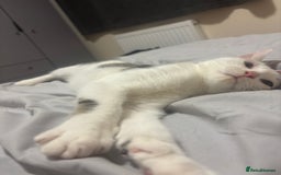 Domestic Shorthair cats for sale: Ash and Goose - Image 6
