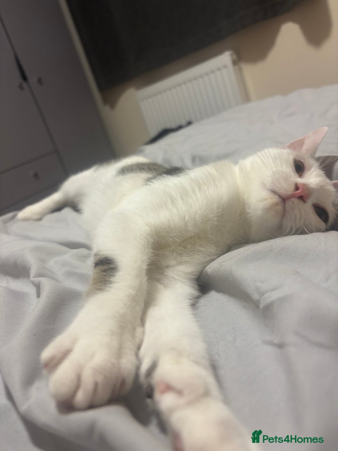 Domestic Shorthair cats for sale: Ash and Goose - Image 6