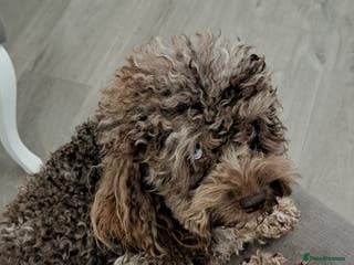 Toy Poodle dogs Cockapoo stud chocolate merle - Advert 10