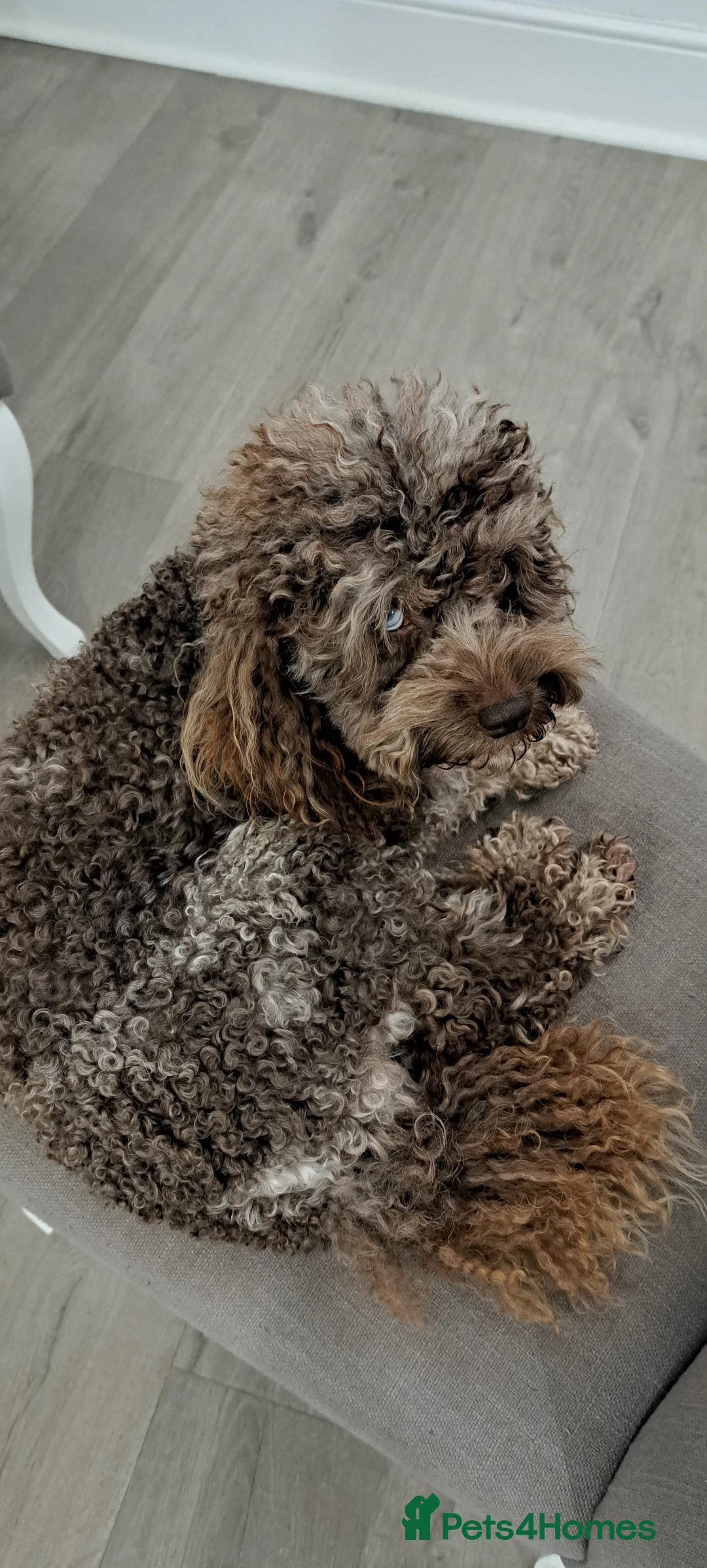 Toy Poodle dogs for stud: Cockapoo stud chocolate merle  - Advert 12