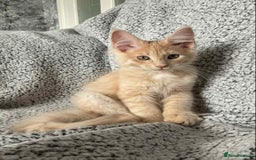 Maine Coon cats for sale: GCCF Black Smoke Maine Coon Kitten.  - Image 12