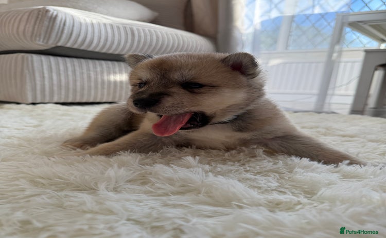 Huskita dogs Gorgeous Huskita Puppies  - Advert 12