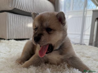 Huskita dogs Gorgeous Huskita Puppies - Advert 3