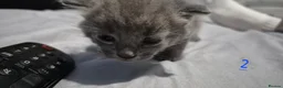 Mixed Breed cats for sale: Gorgeous grey kittens in Nottingham - Advert 5