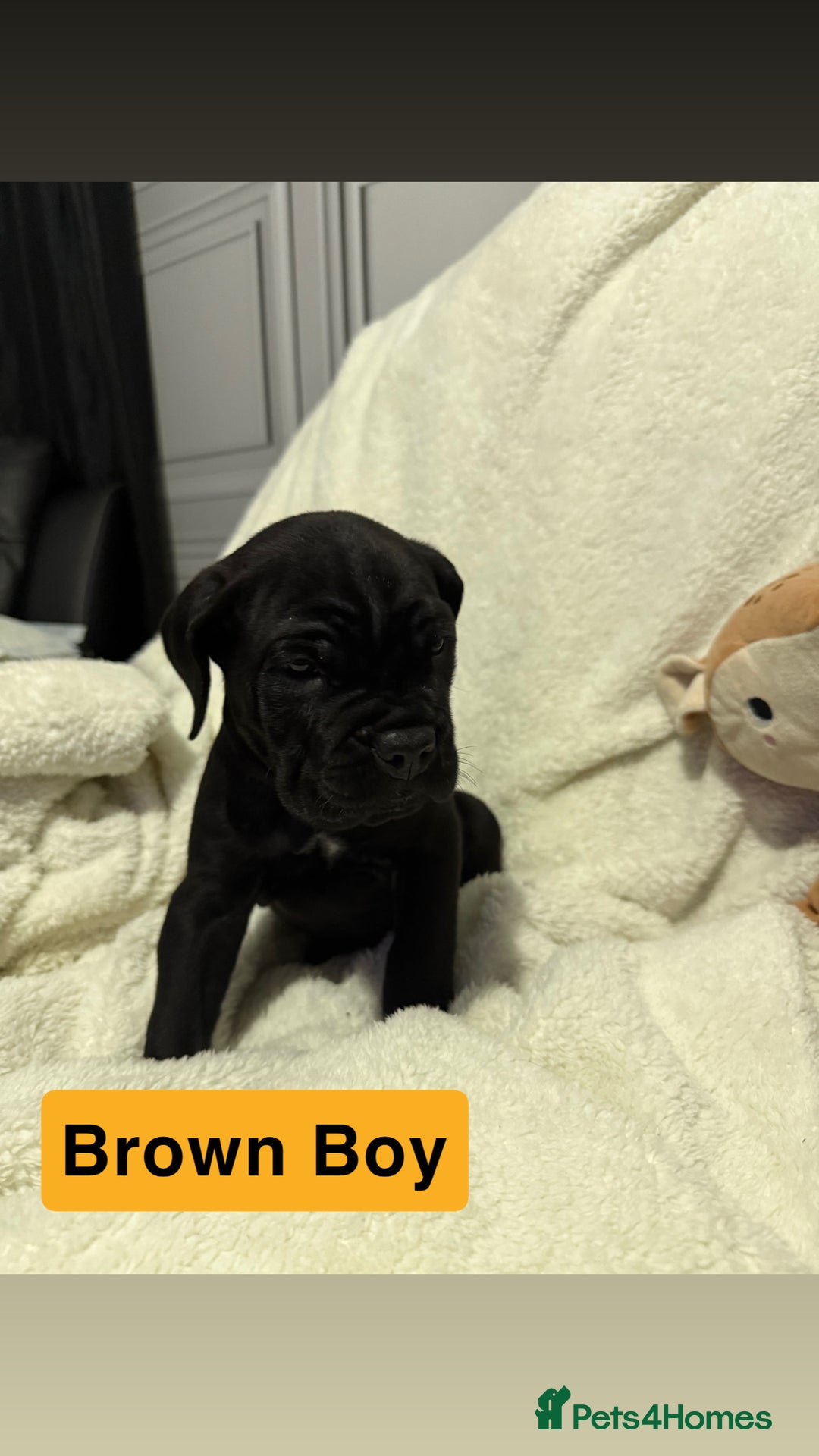 Cane Corso dogs for sale: 12 beautiful cane corso puppies 🐾 - Advert 20