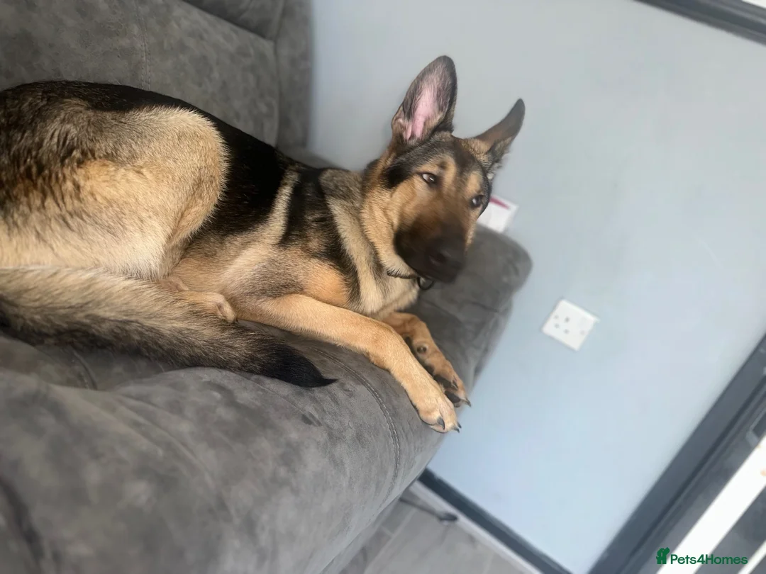 German Shepherd dogs for sale: 9 month old German shepherd  in Middlesbrough - Advert 2