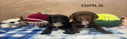 Cocker Spaniel dogs for sale: Beautiful Cocker Spaniel Puppies–4 Girls & 6 Boys - Advert 7