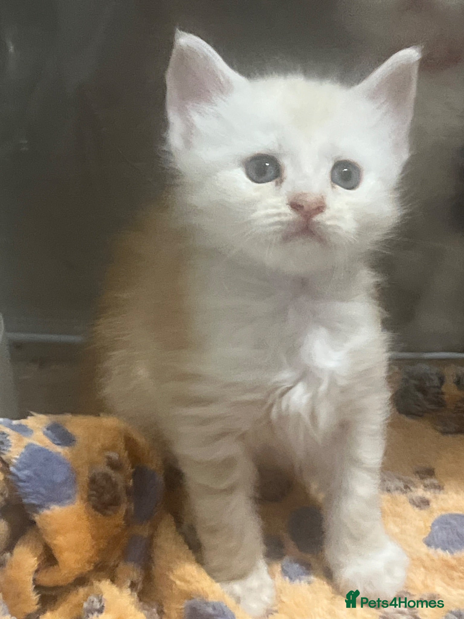 Maine Coon cats 🔥 amazing offer full Maine coon 🔥 Amazing colour - Advert 2