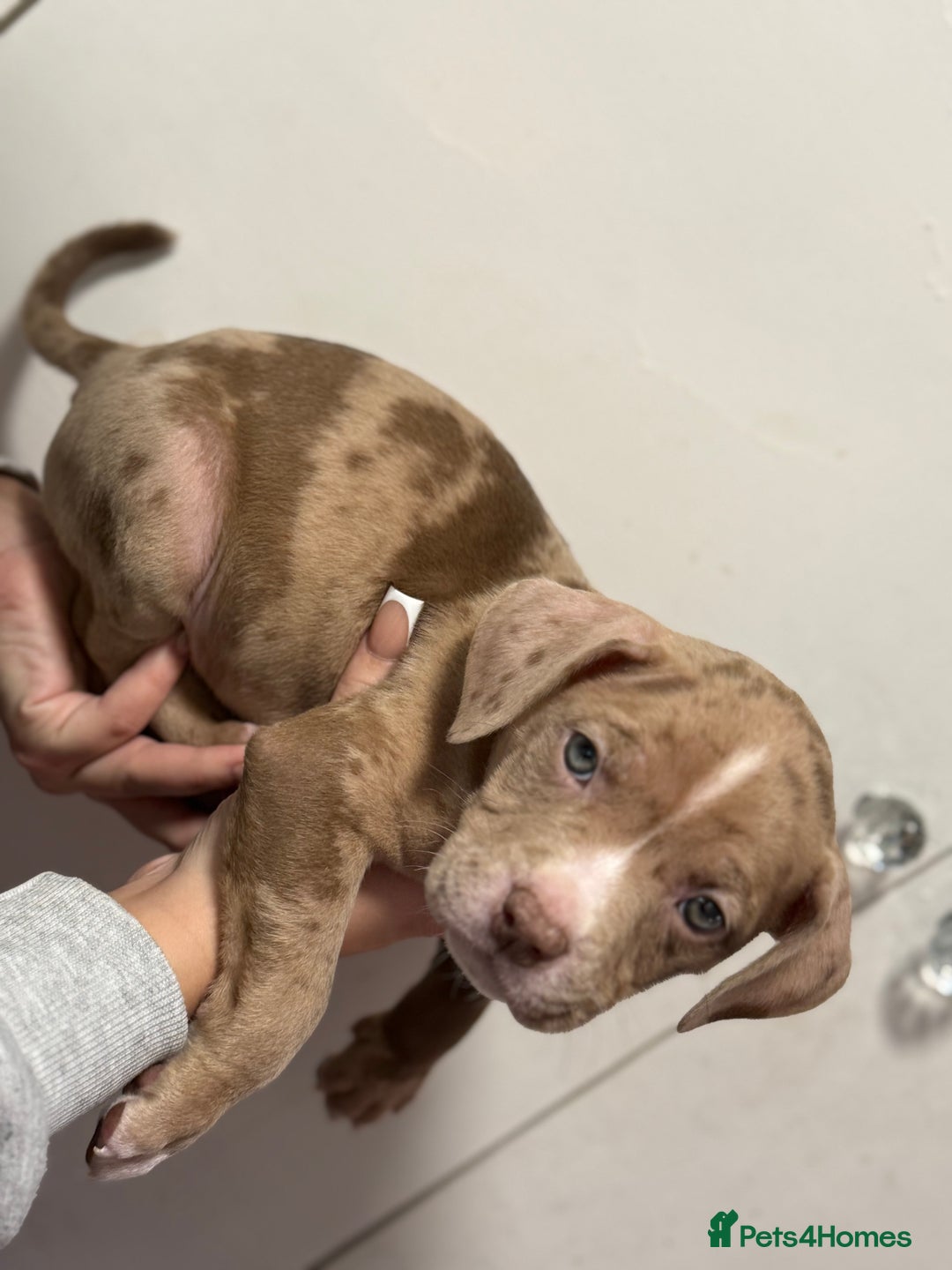 American Bully dogs for sale: Pocket x standard American bully - Advert 2