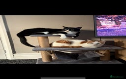 British Shorthair cats for sale: Best friends looking for new home  - Image 4