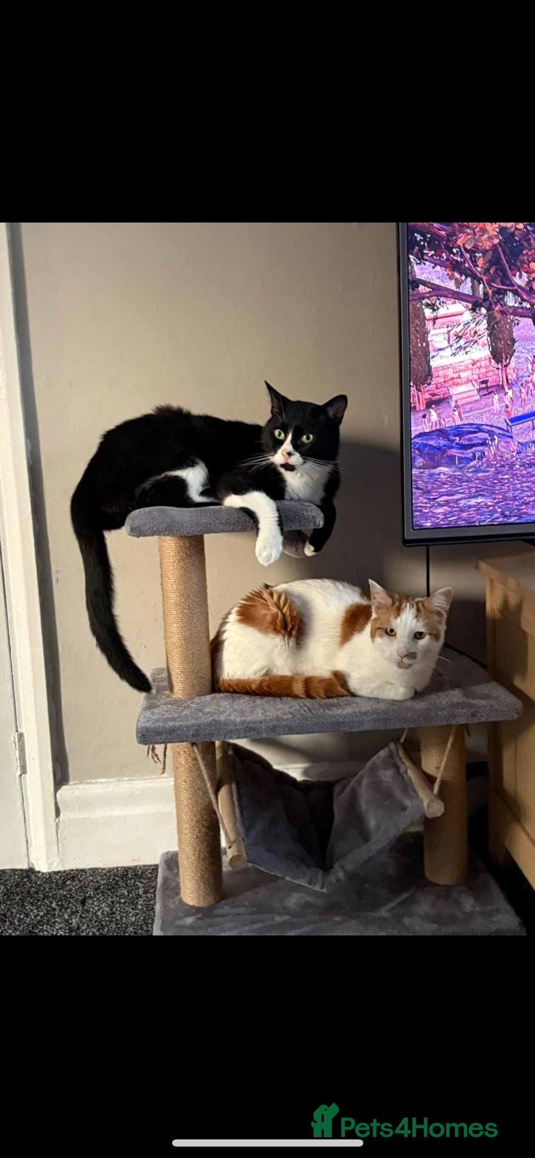 British Shorthair cats for sale: Best friends looking for new home  - Image 4