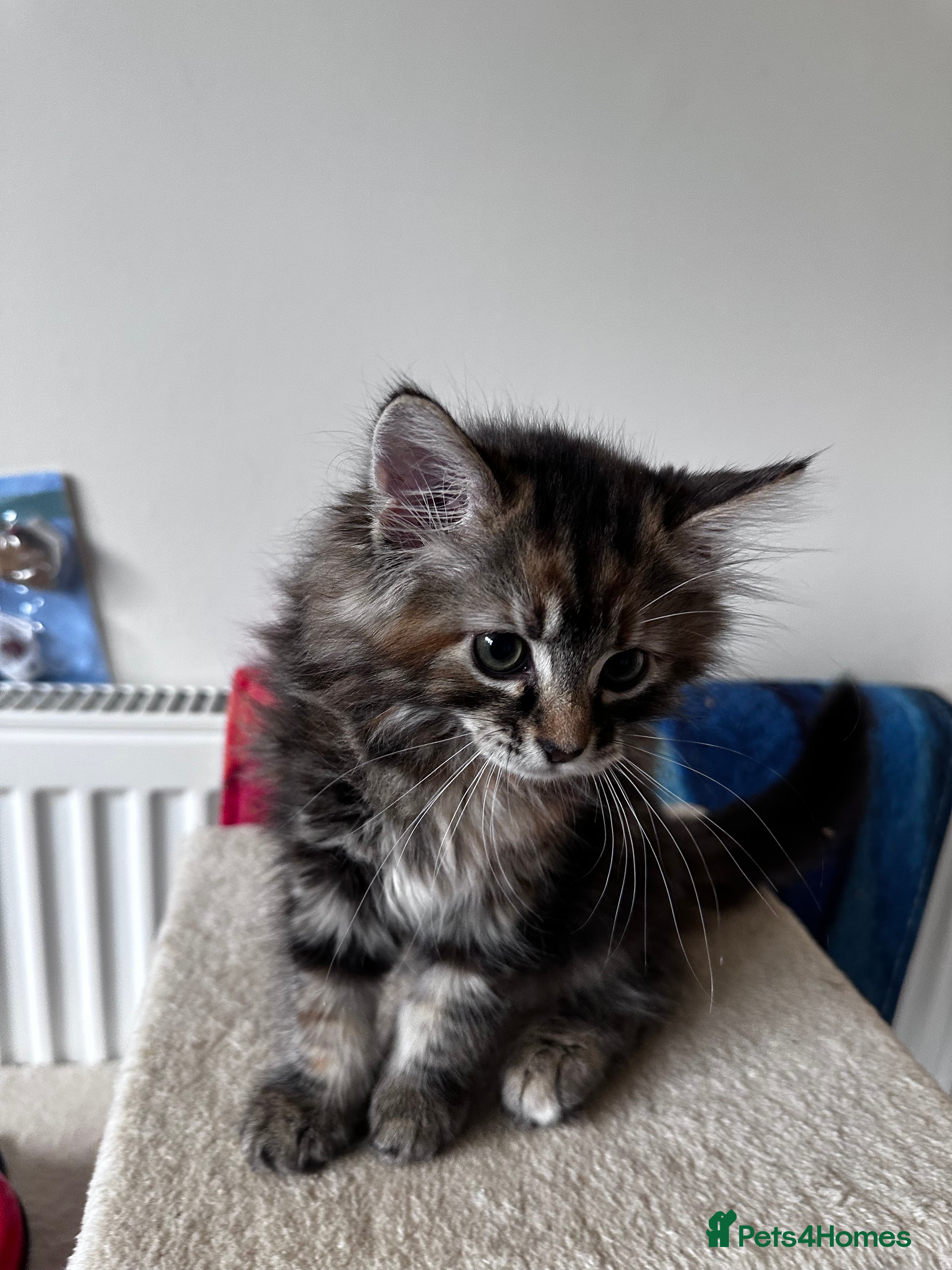 Mixed Breed cats Amiable mixed breed kttens - Advert 2