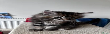 Mixed Breed 3