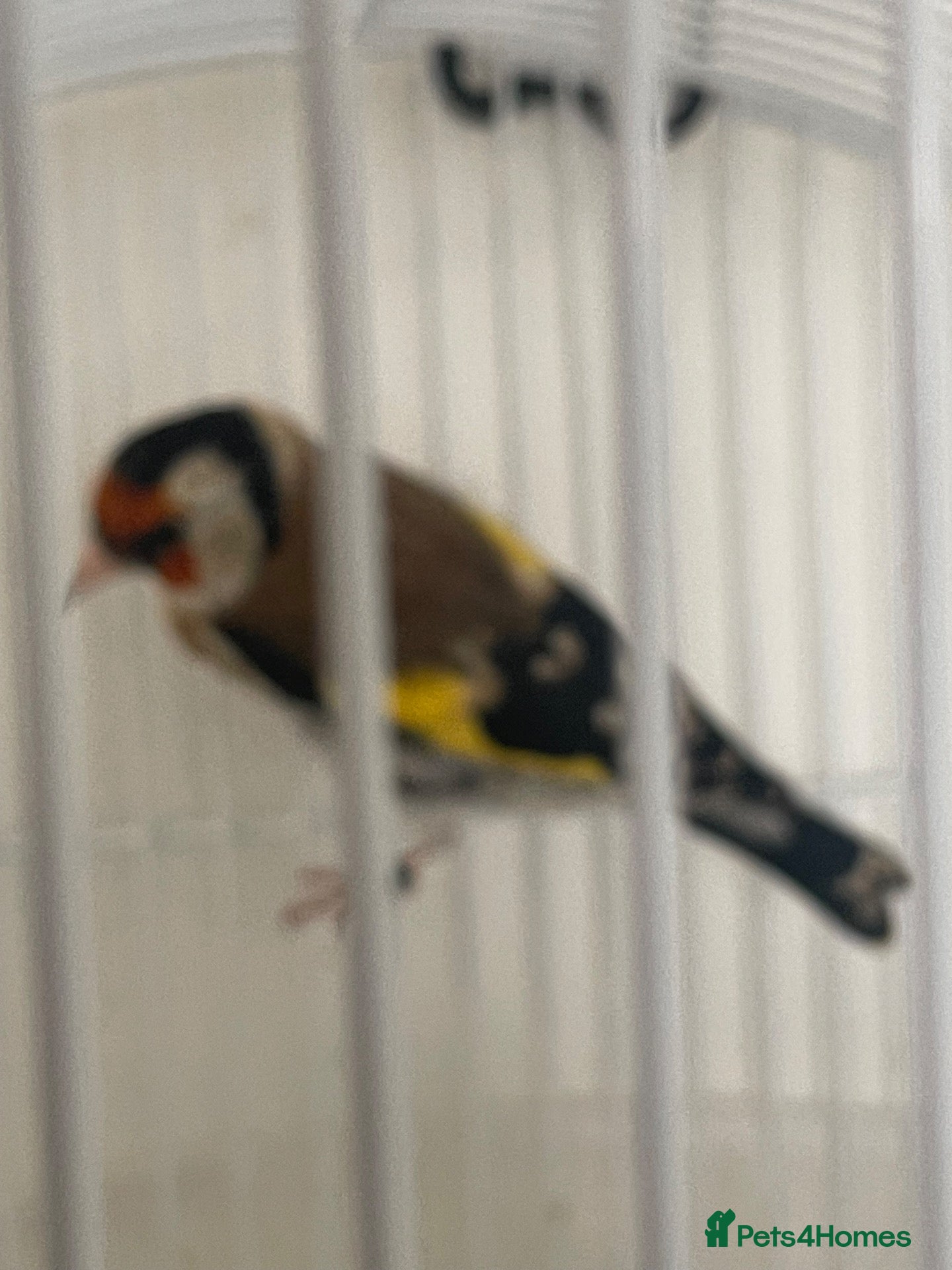 Finches birds Siberian Goldfinch Male  - Advert 1
