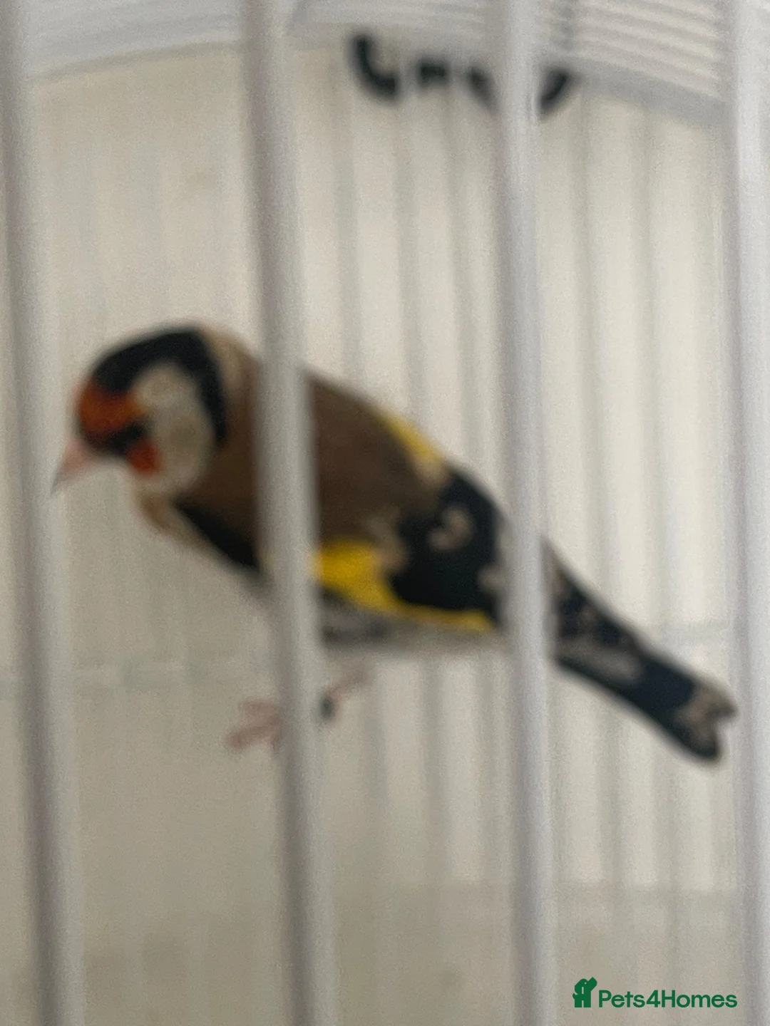 Finches birds for sale: Siberian Goldfinch Male  in London - Advert 1