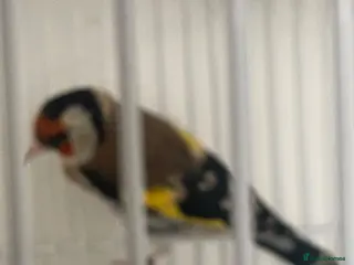 Finches birds Siberian Goldfinch Male - Advert 1