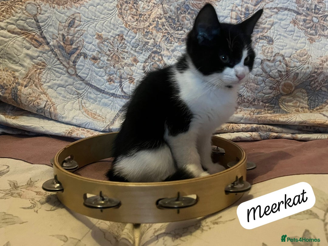 Mixed Breed cats for adoption: Rescue Brothers 6 months need forever home - Image 5