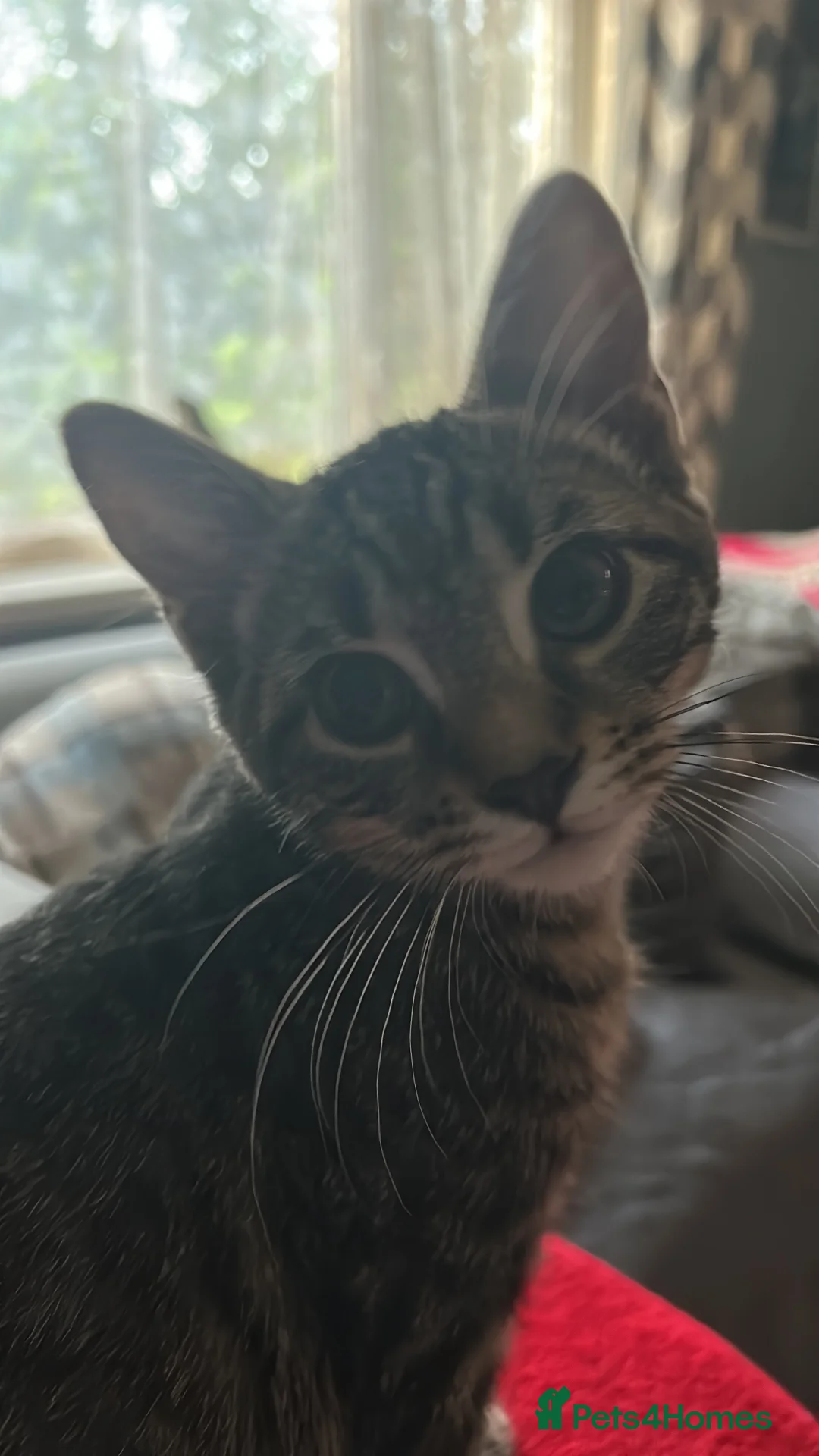 Mixed Breed cats for sale: Kitten 5 months  - Advert 2
