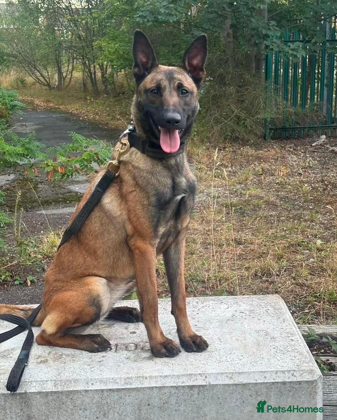 Belgian Shepherd Dog dogs 🔥🔥LAMPAK9 🇧🇪  Belgian Malinois 🔥🔥 - Advert 2