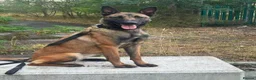 Belgian Shepherd Dog dogs for sale: 🔥🔥LAMPAK9 🇧🇪  Belgian Malinois 🔥🔥 - Advert 2