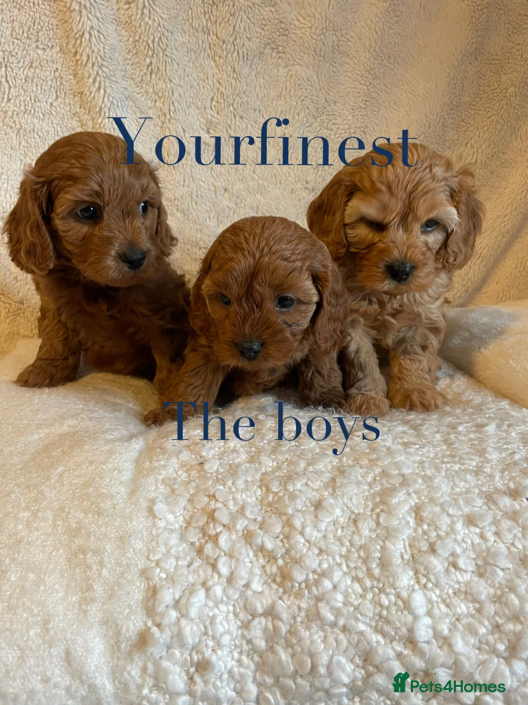 Cavapoo dogs for sale: Perfect F1 Cavapoos ⭐️🩵⭐️🩵⭐️🩵⭐️ in West Malling - Advert 4