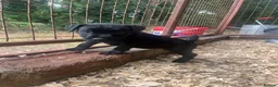Patterjack dogs for sale: Patterjack puppies  in Conwy - Advert 4