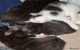 Mixed Breed cats for sale: Adorable Kittens, super cute!  - Image 11