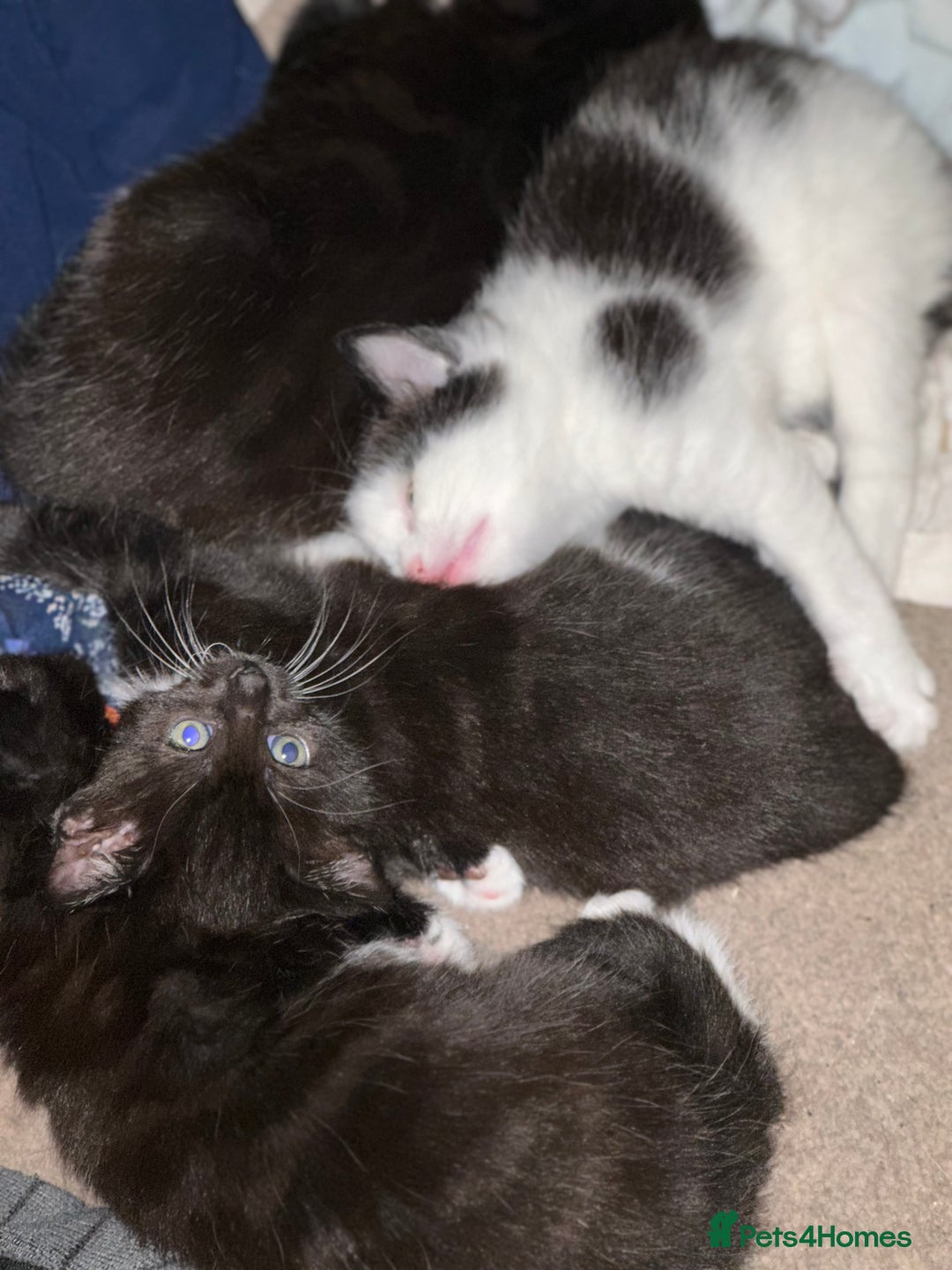 Mixed Breed cats for sale: Adorable Kittens, super cute!  - Image 11