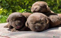 Labrador Retriever dogs for sale: Chocolate Labrador Retriever Puppies for Sale! - Image 4