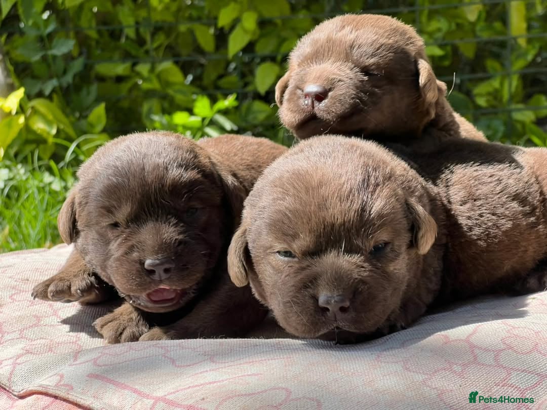Labrador Retriever dogs for sale: Chocolate Labrador Retriever Puppies for Sale! - Image 4